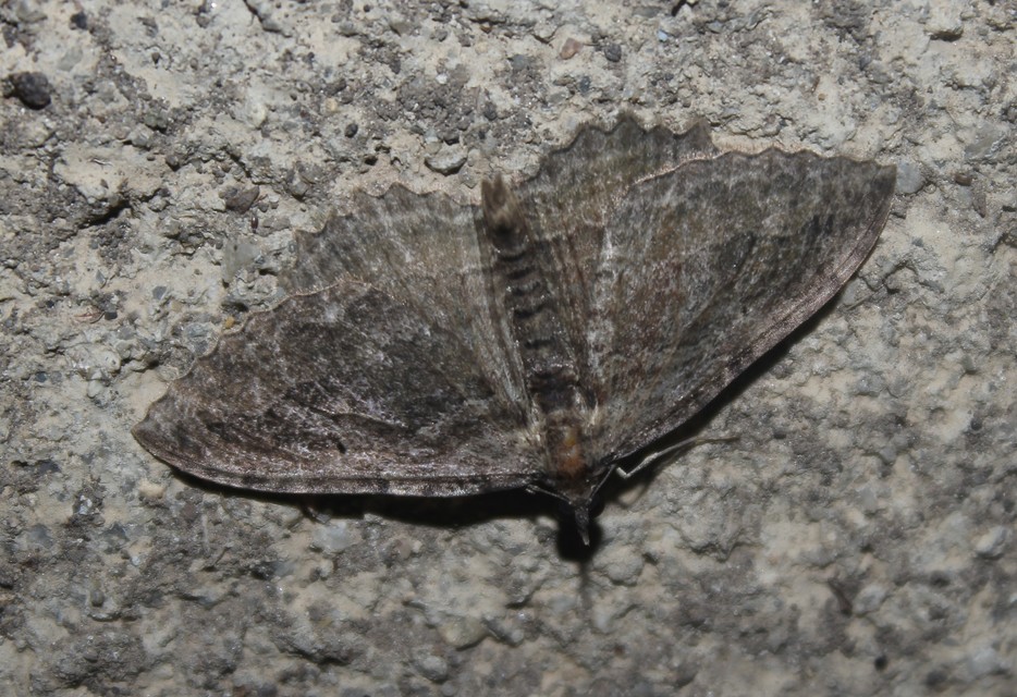 Philereme transversata - varjútövis-araszoló