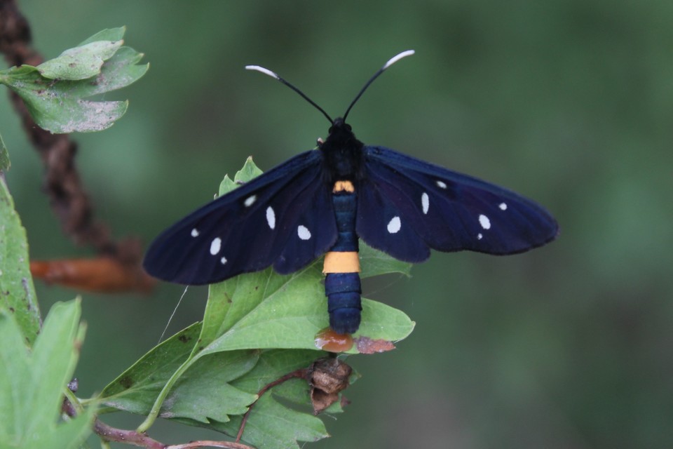 Amata phegea - fehérpettyes álcsüngőlepke