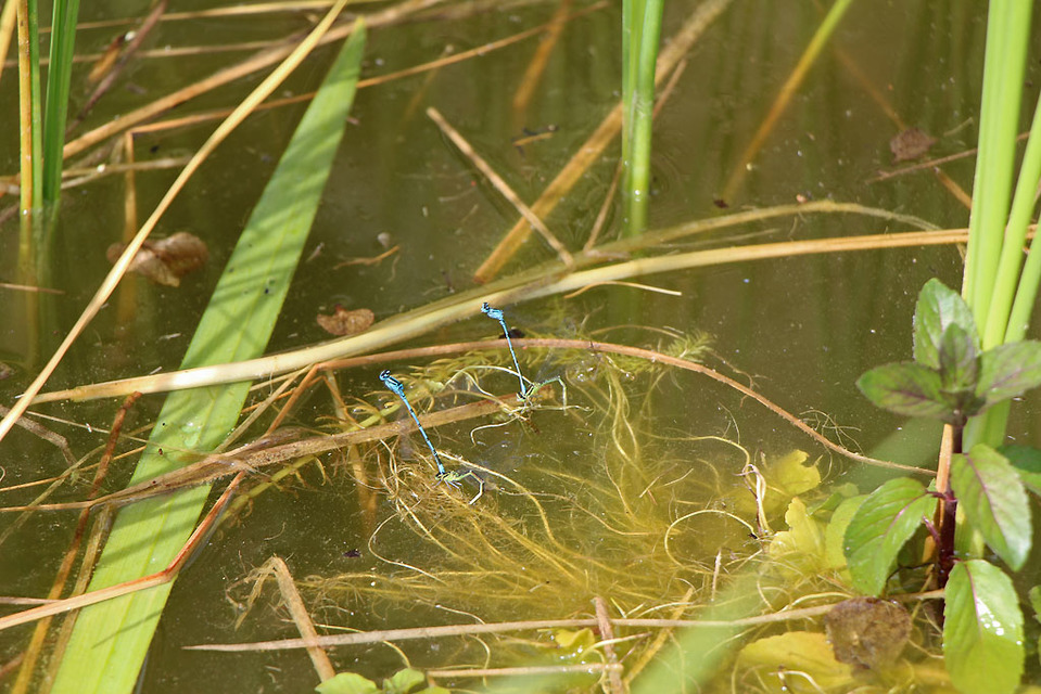 Coenagrion puella - azúrkék légivadász