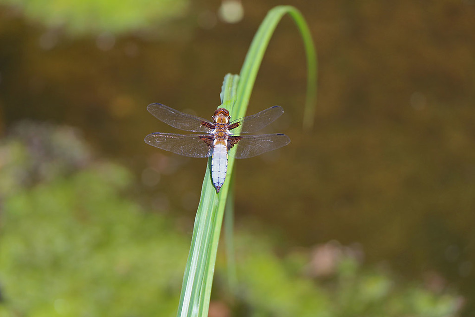 Libellula depressa - széles laposacsa