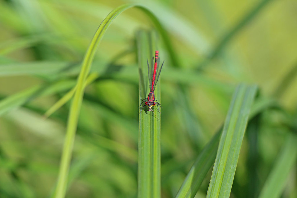 Pyrrhosoma nymphula interposita - vörös légivadász