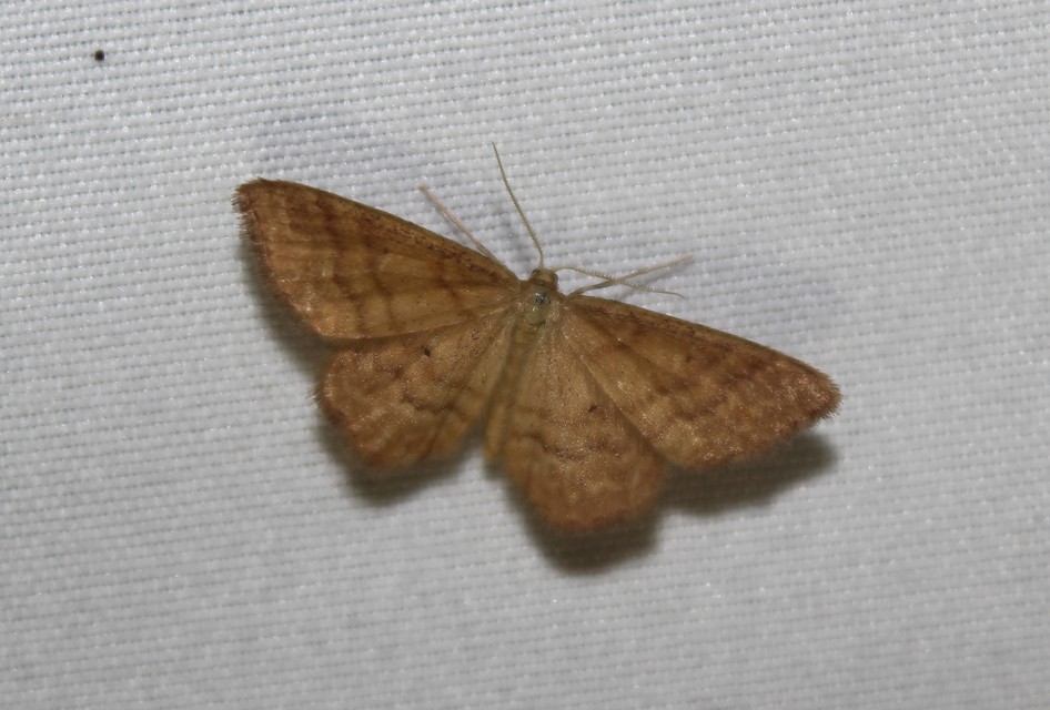 Idaea serpentata - kis sávosaraszoló