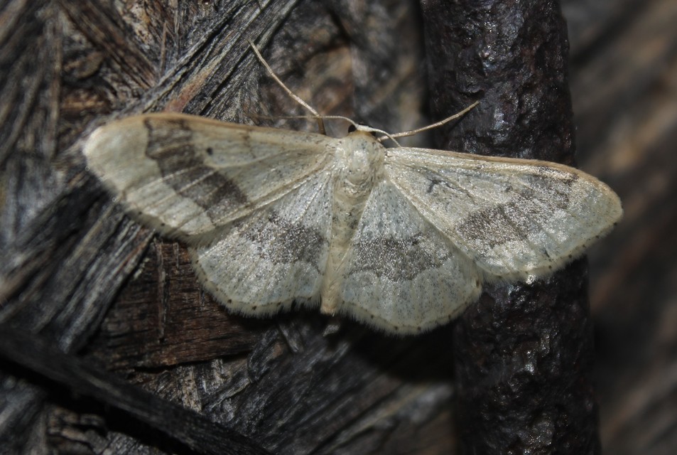 Idaea aversata - nagy sávosaraszoló
