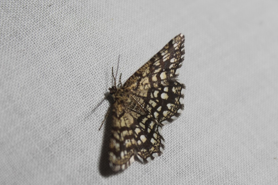 Chiasmia clathrata - rácsos rétiaraszoló