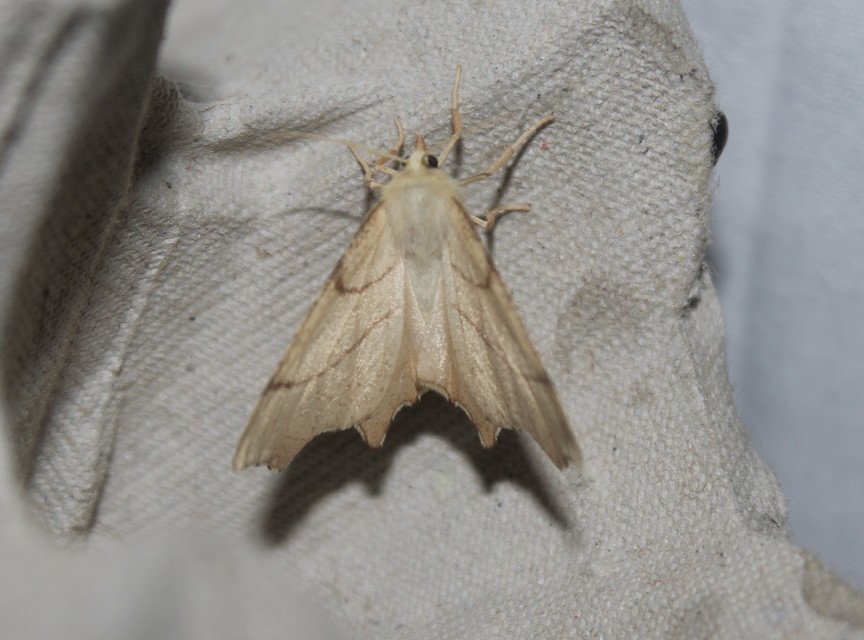 Ennomos erosaria - hársfa-levélaraszoló