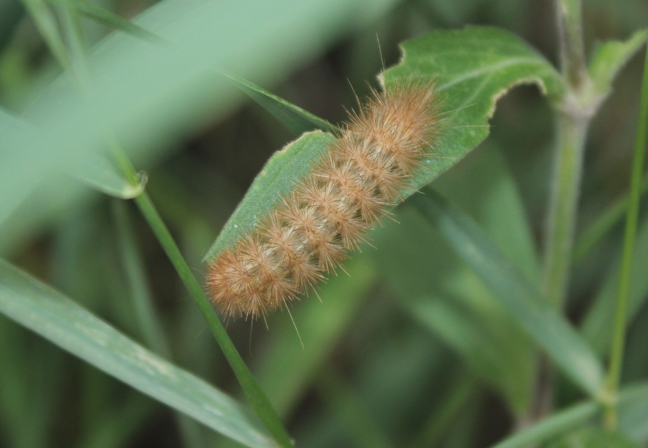 Diaphora mendica - felemás medvelepke