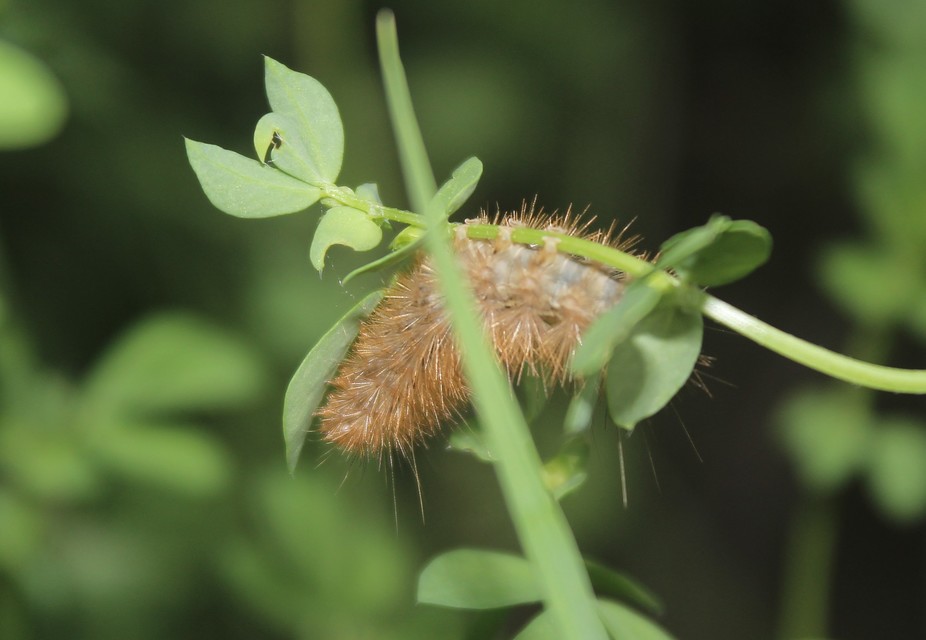 Diaphora mendica - felemás medvelepke