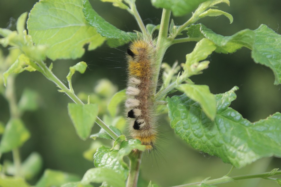 Gynaephora fascelina - vesszős szövő