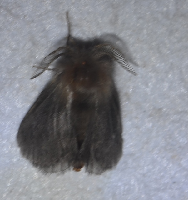 Canephora hirsuta - kormos zsákhordólepke