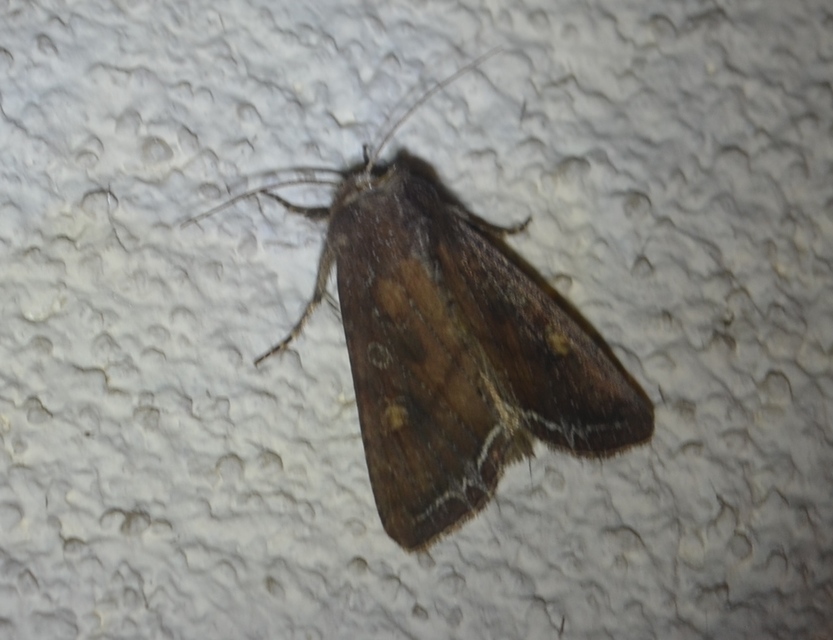 Lacanobia oleracea - saláta-kertibagoly