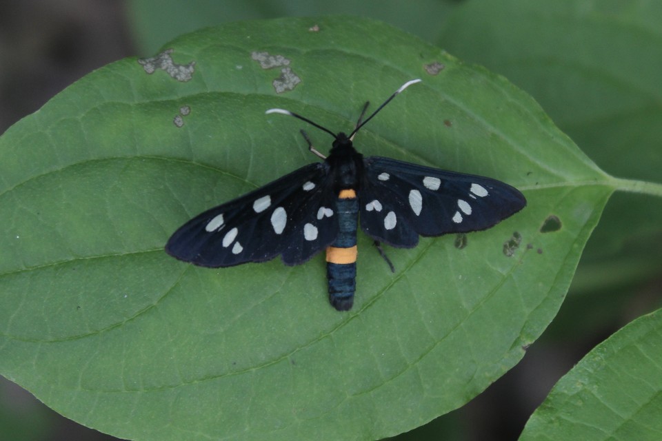 Amata phegea - fehérpettyes álcsüngőlepke