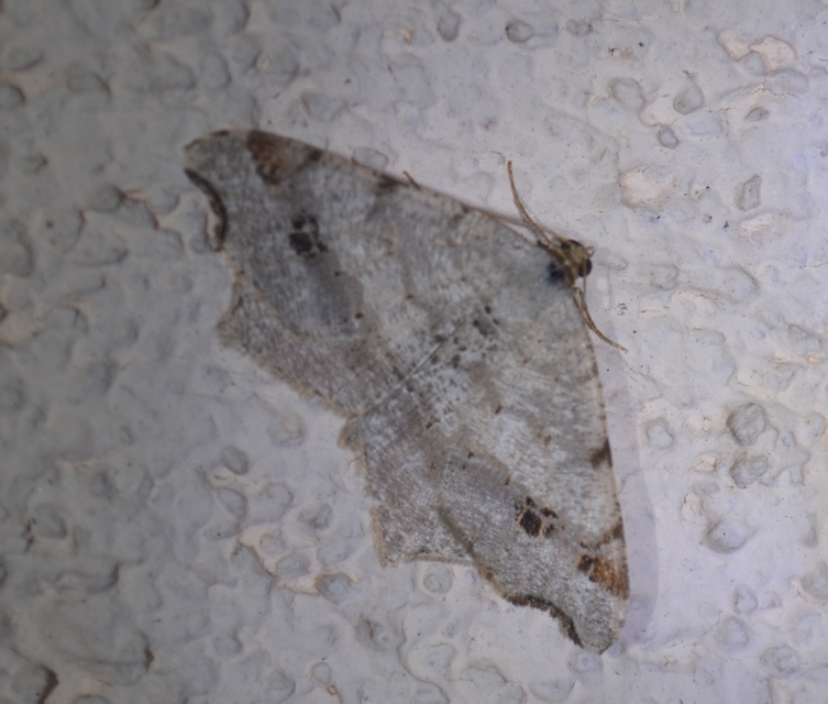 Macaria alternata - közönséges szürkearaszoló