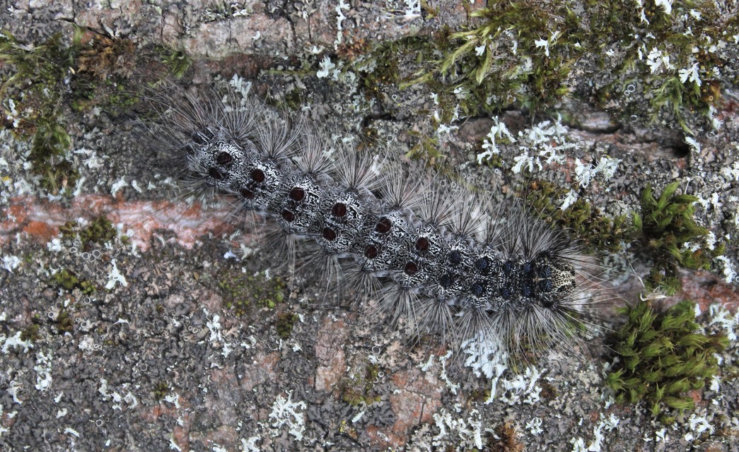 Lymantria dispar - gyapjaslepke