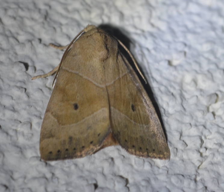 Cosmia trapezina - közönséges lombbagoly