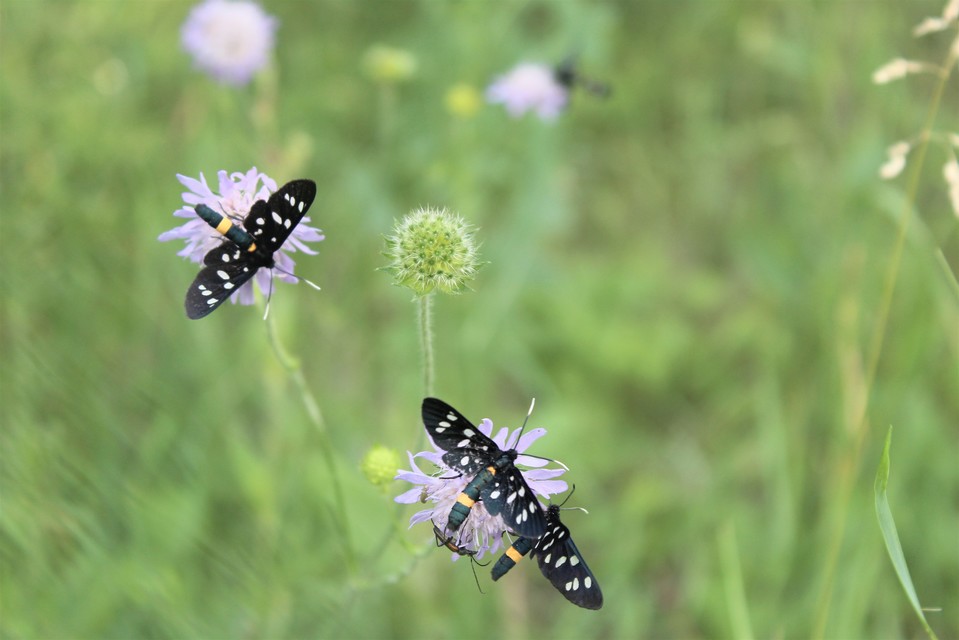 Amata phegea - fehérpettyes álcsüngőlepke