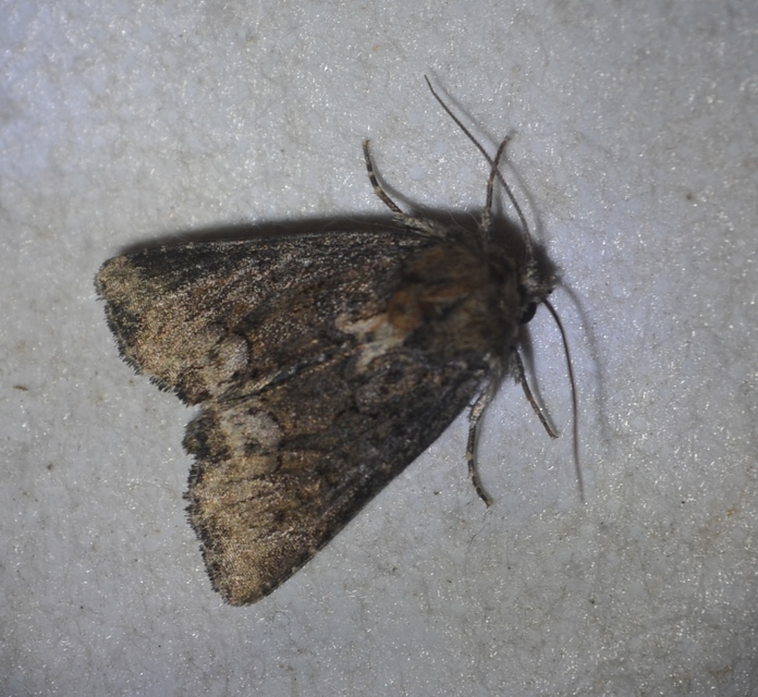Oligia strigilis/latruncula/versicolor