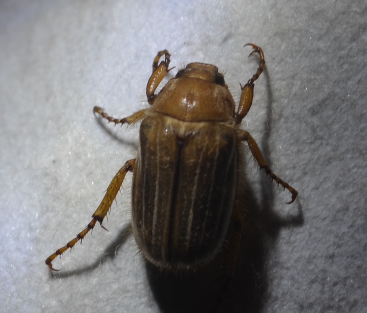 Amphimallon solstitiale - bordás sárgacserebogár