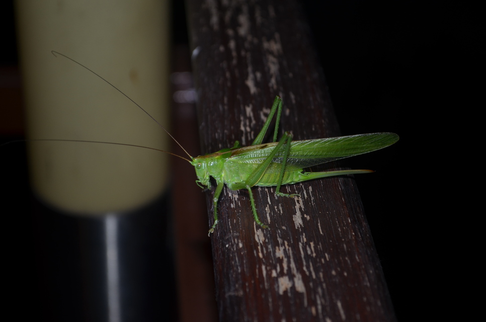 Tettigonia viridissima - zöld lombszöcske