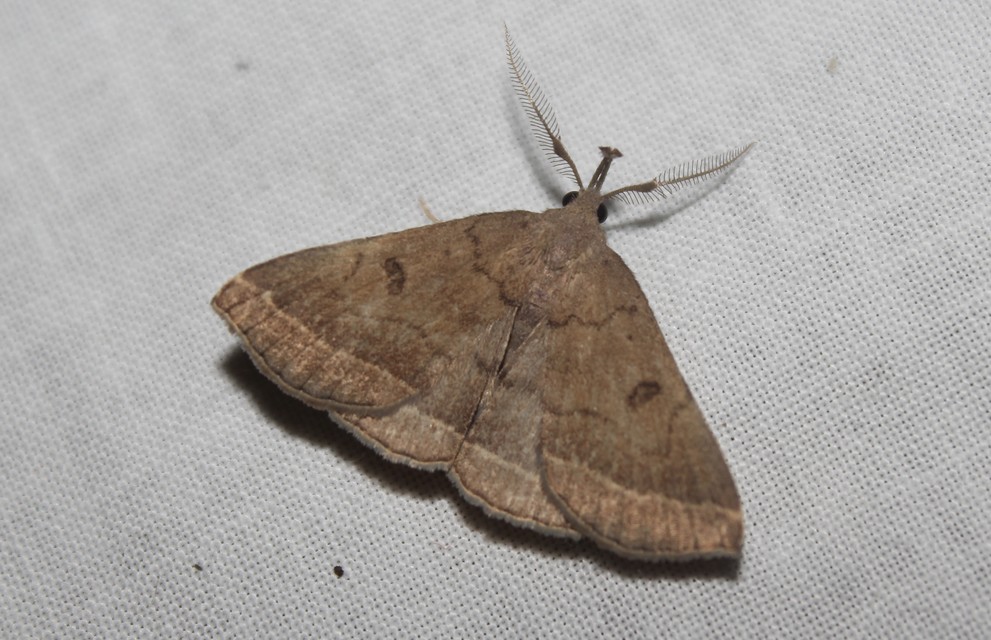 Pechipogo plumigeralis - tollascsápú karcsúbagoly