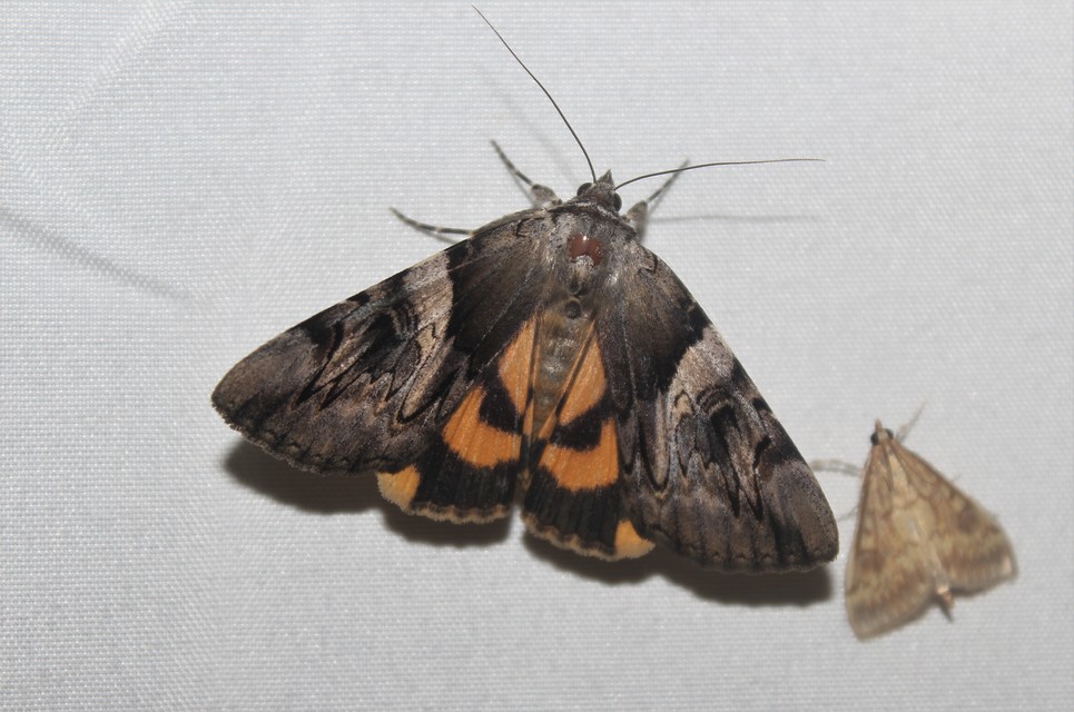 Catocala fulminea - galagonya-övesbagoly