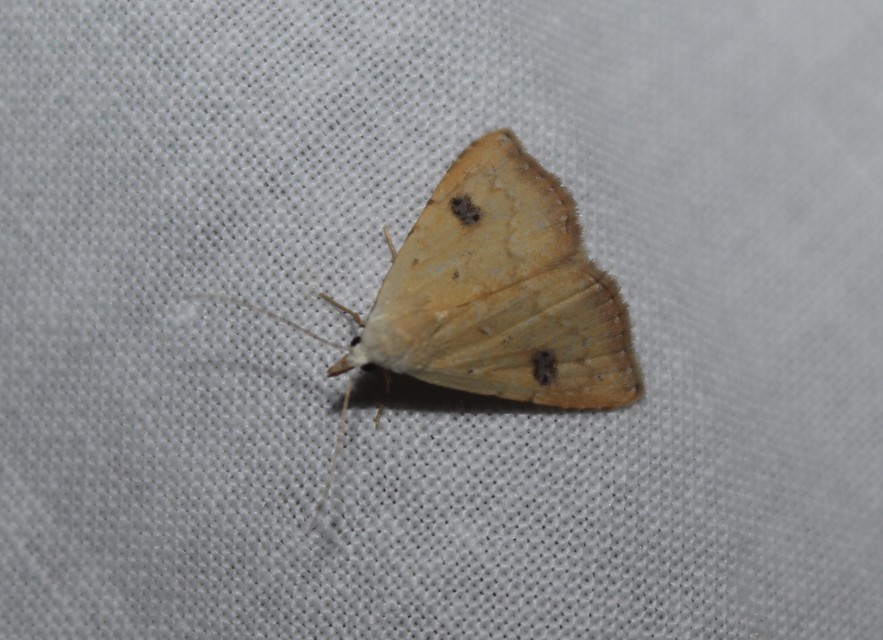 Rivula sericealis - selymes lórombagoly