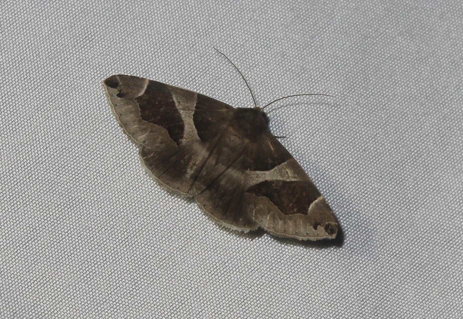 Dysgonia algira - déli porcelánbagoly