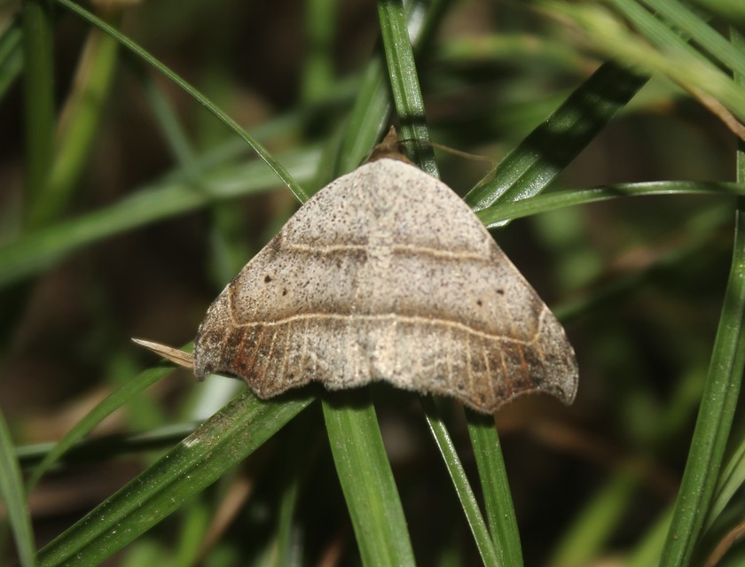 Laspeyria flexula - zuzmóbagoly