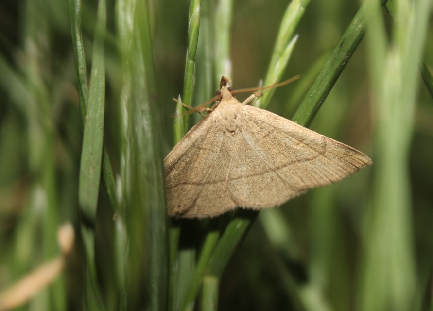 Paracolax tristalis - sárgás karcsúbagoly