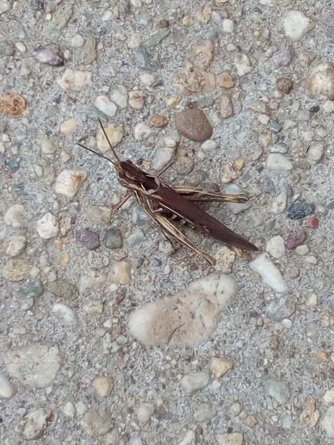 Chorthippus brunneus - közönséges tarlósáska