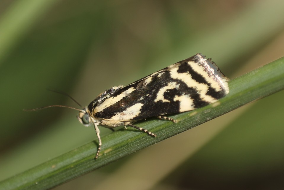 Emmelia trabealis - zebrabagoly