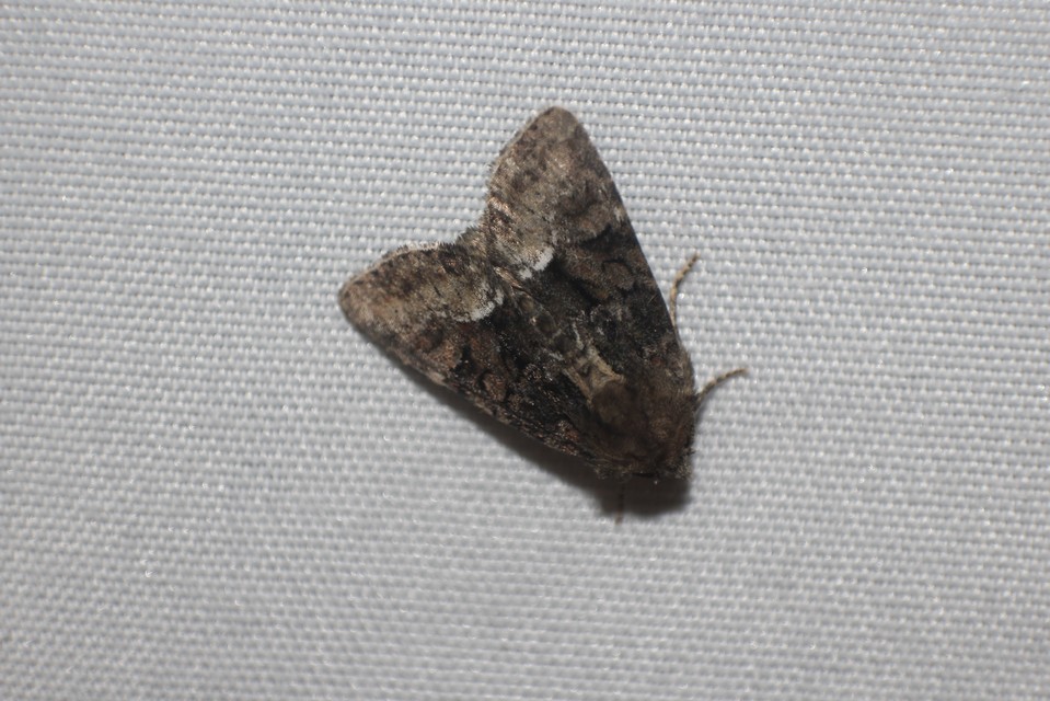 Oligia strigilis/latruncula/versicolor