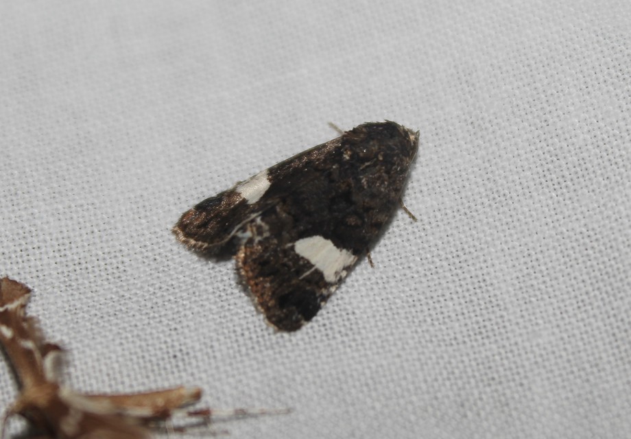 Tyta luctuosa - fekete nappalibagoly