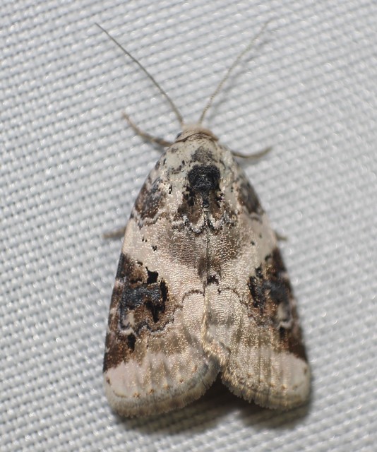 Pseudeustrotia candidula - fehéres apróbagoly