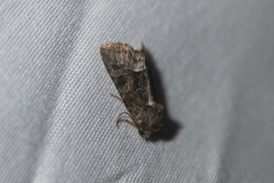 Oligia strigilis/latruncula/versicolor