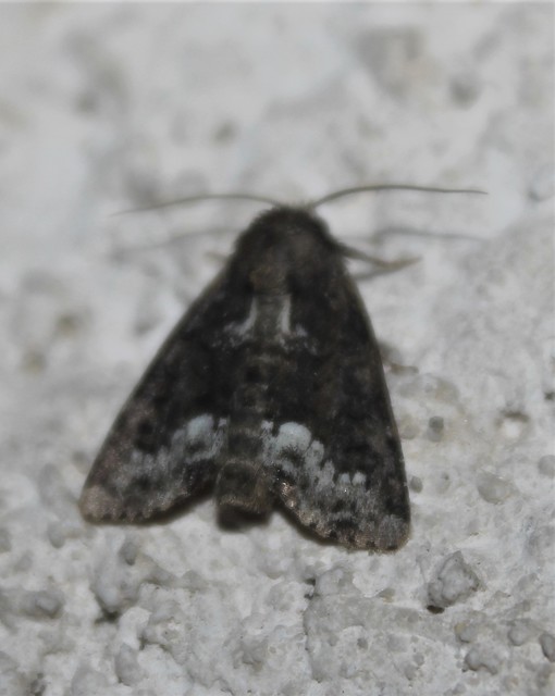 Oligia strigilis - kormos dudvabagoly