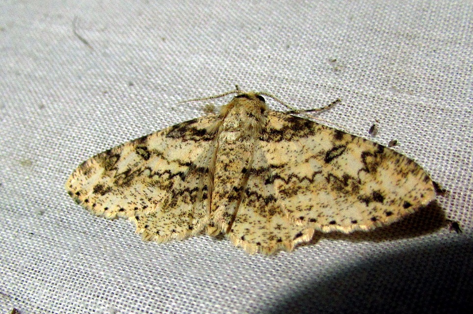 Ascotis selenaria - holdas faaraszoló