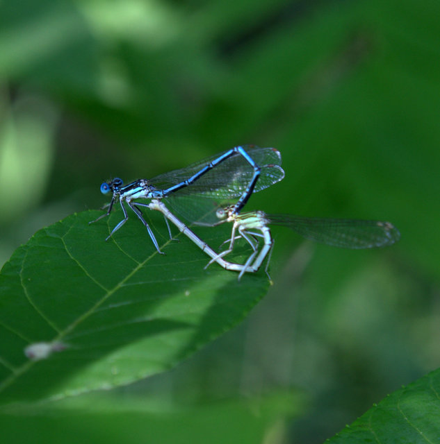 Platycnemis pennipes - széleslábú szitakötő
