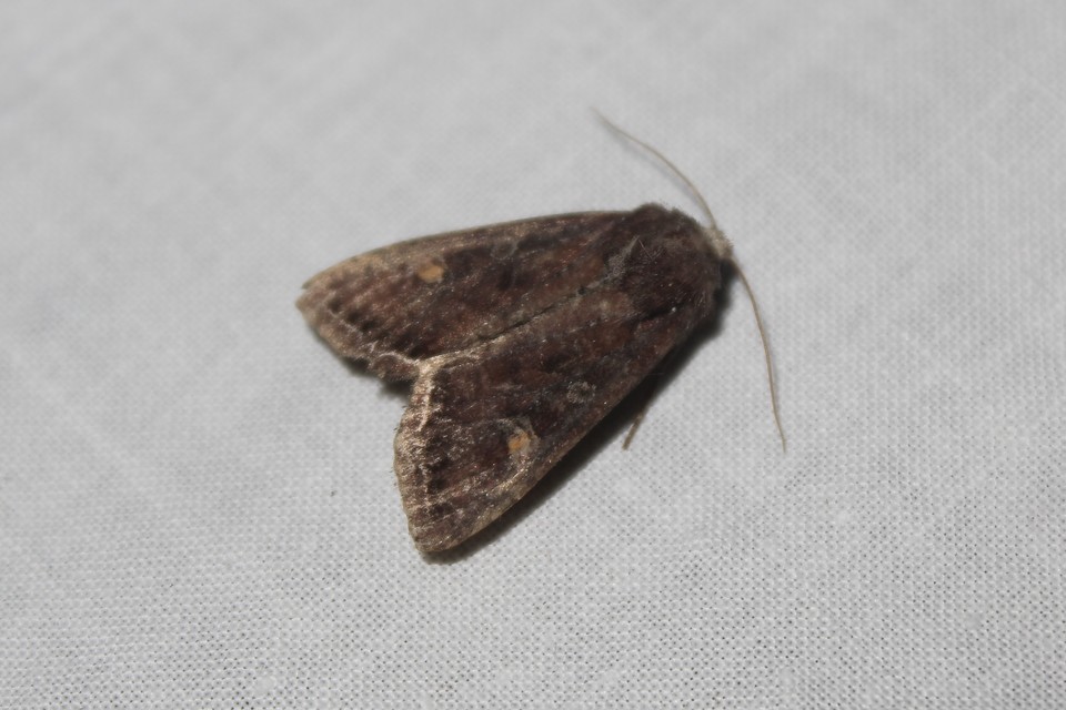 Lacanobia oleracea - saláta-kertibagoly