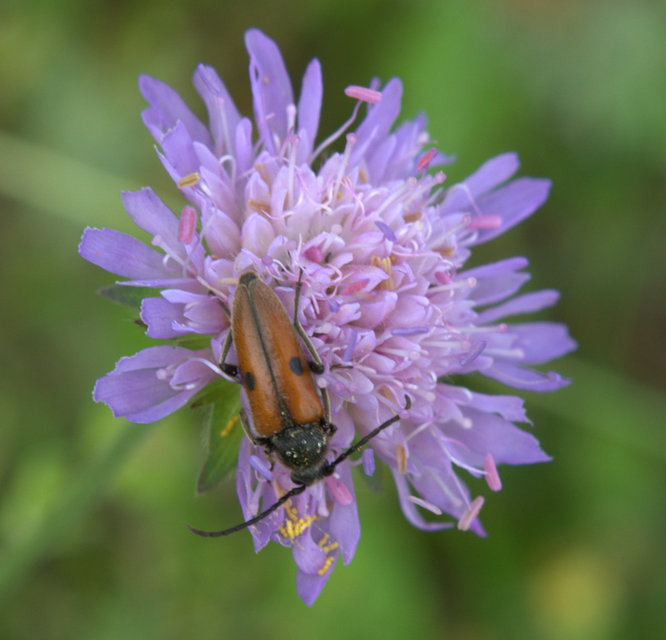 Vadonia unipunctata - kétpettyes virágcincér