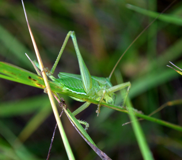 Tettigonia viridissima - zöld lombszöcske