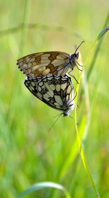 Melanargia galathea - sakktáblalepke
