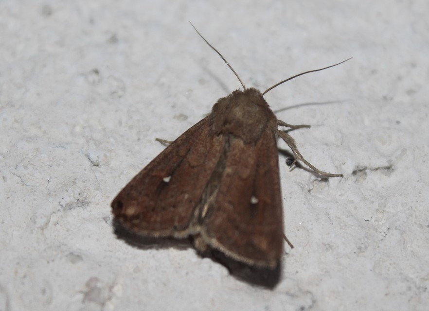 Mythimna albipuncta - fehérpettyes rétibagoly