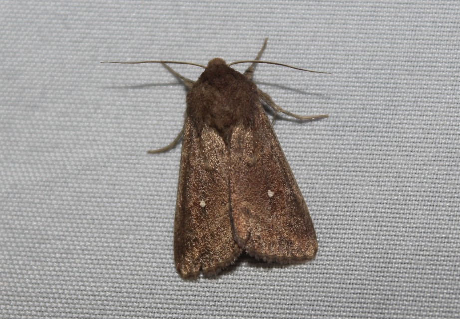 Mythimna albipuncta - fehérpettyes rétibagoly