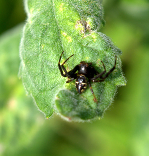 Synema globosum/ornatum
