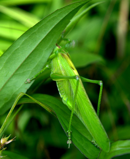 Tettigonia viridissima - zöld lombszöcske