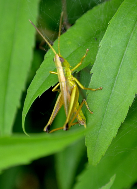 Chrysochraon dispar - aranyos sáska