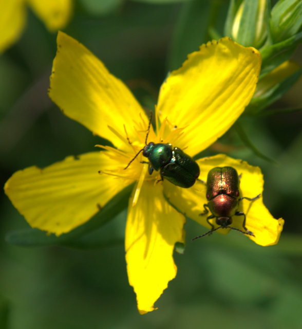 Cryptocephalus