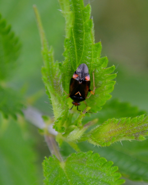 Deraeocoris ruber - vöröses mezeipoloska