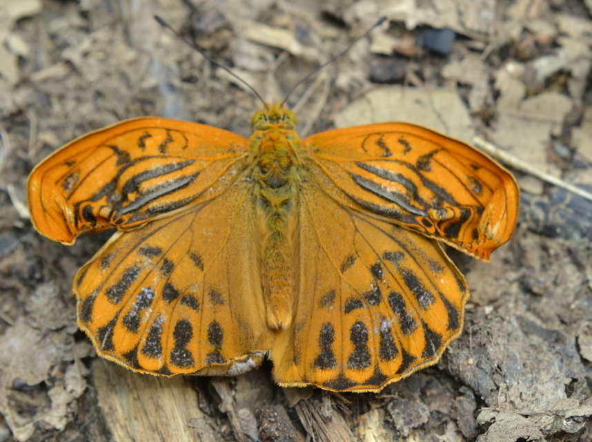 Argynnis paphia - nagy gyöngyházlepke