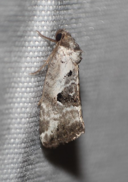Hapalotis venustula - rózsaszínű mázasbagoly